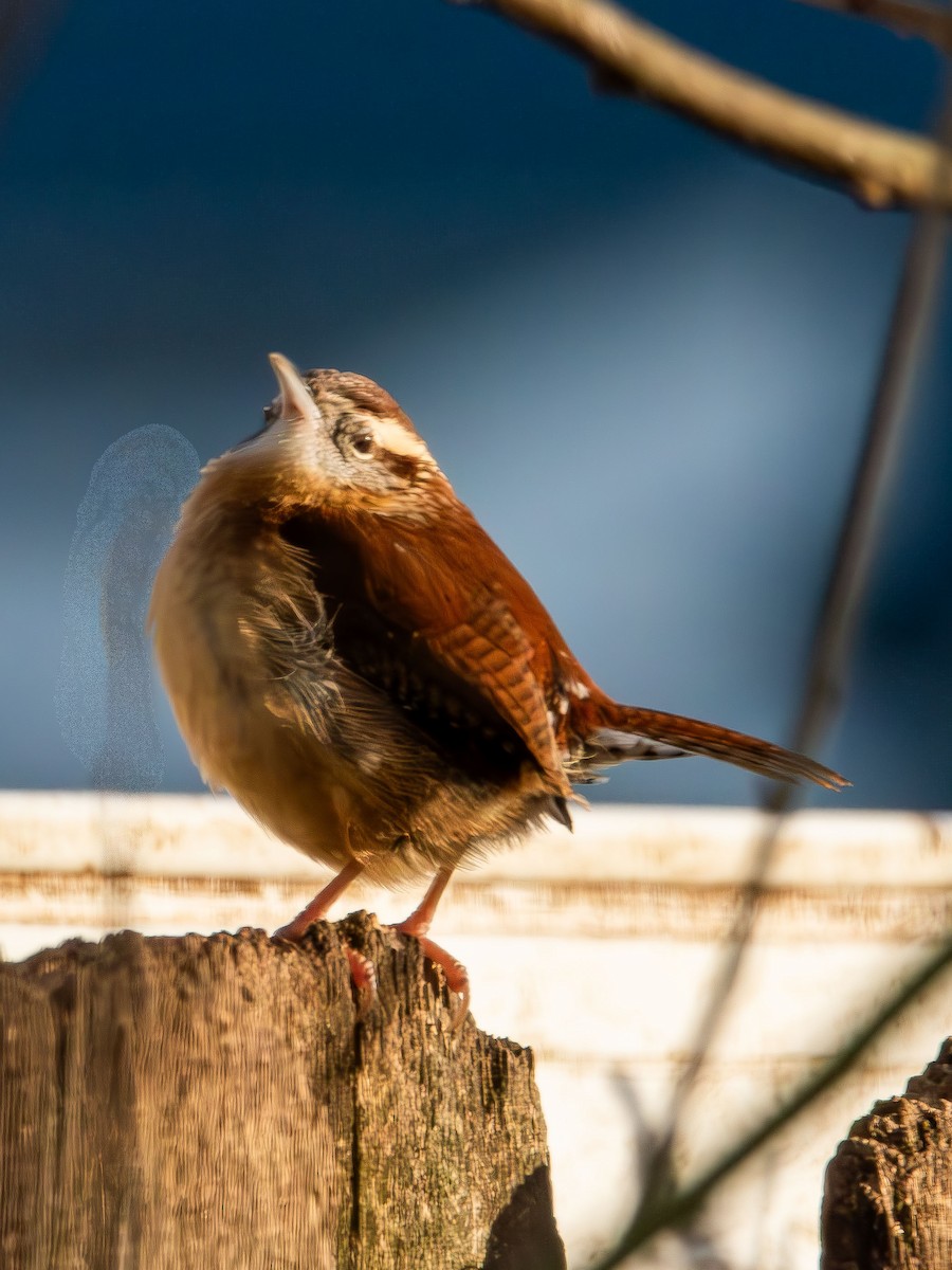 Carolina Wren - ML646478999