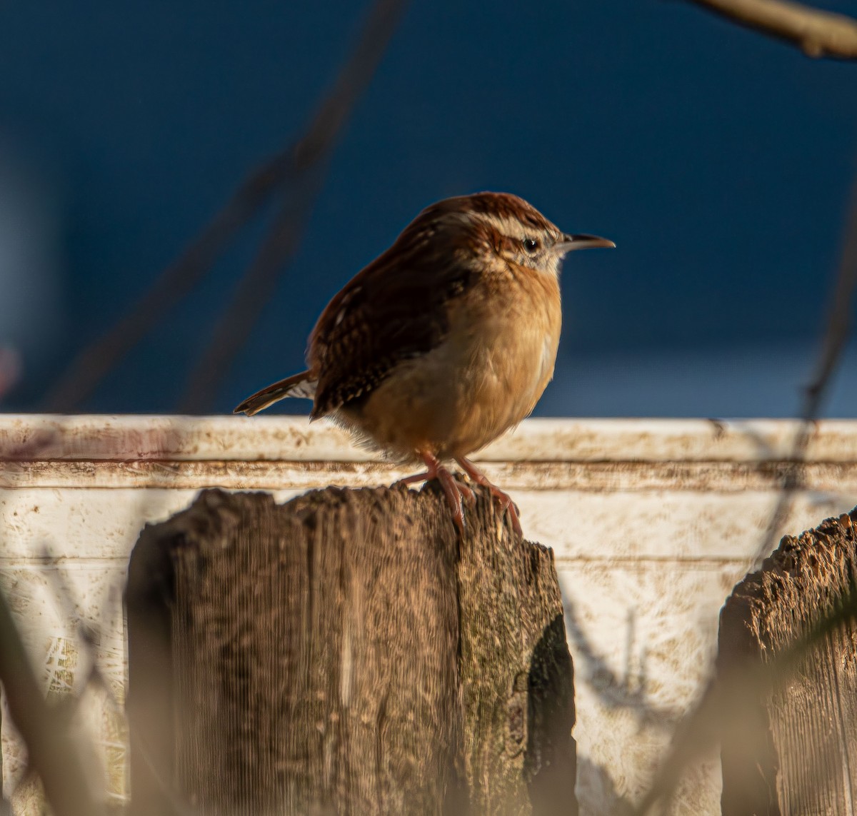 Carolina Wren - ML646479000