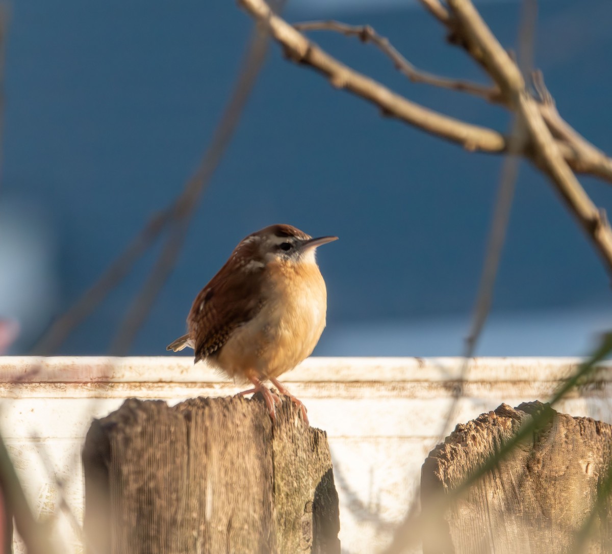 Carolina Wren - ML646479001
