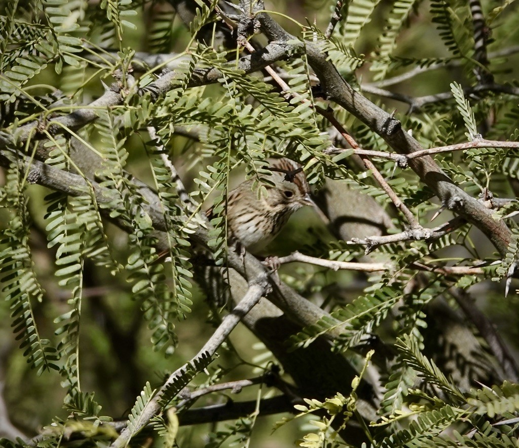Lincoln's Sparrow - ML646479005