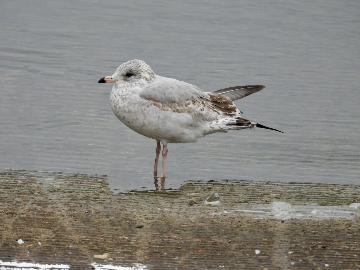 Ring-billed Gull - ML646479007