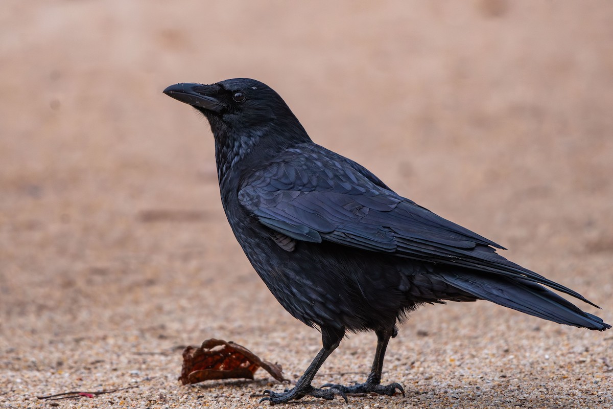vrána černá - ML646479008