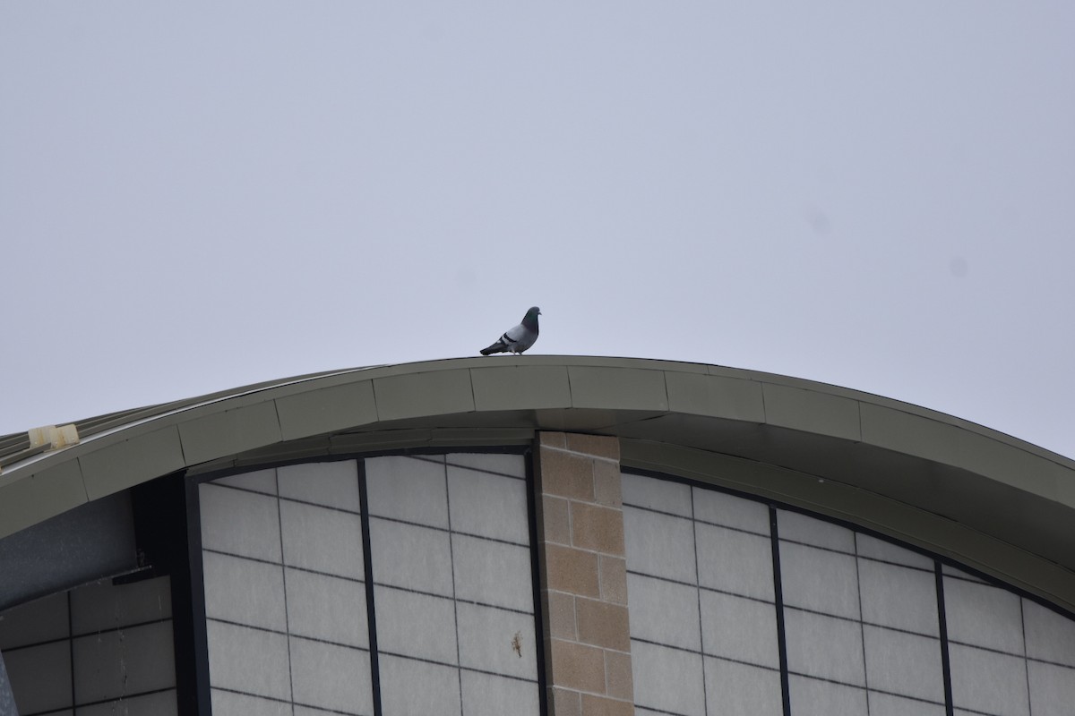 野鴿(野化) - ML646479010