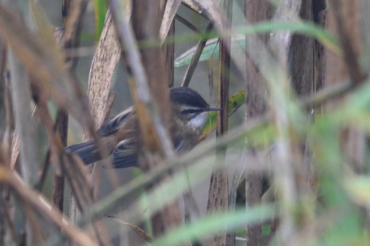 Moustached Warbler - ML646479011