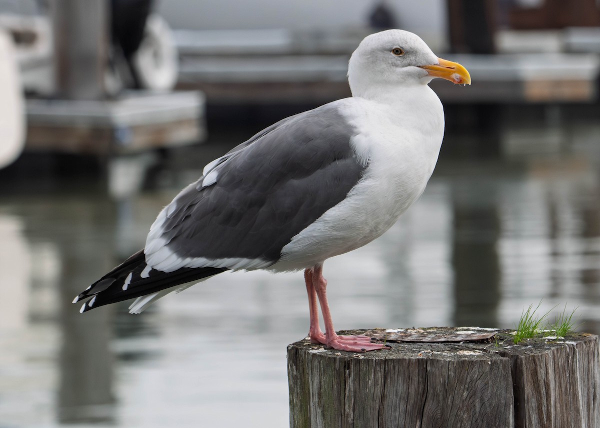 racek západní - ML646479013