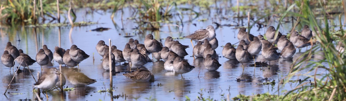 Хараалжин цууцил - ML646479015