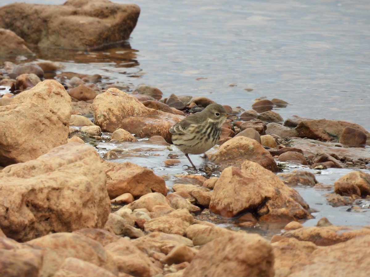 American Pipit - ML646479016