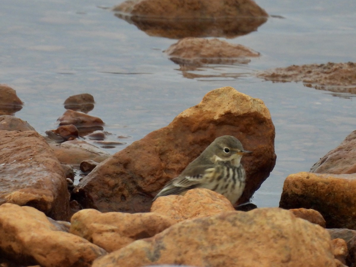 American Pipit - ML646479019