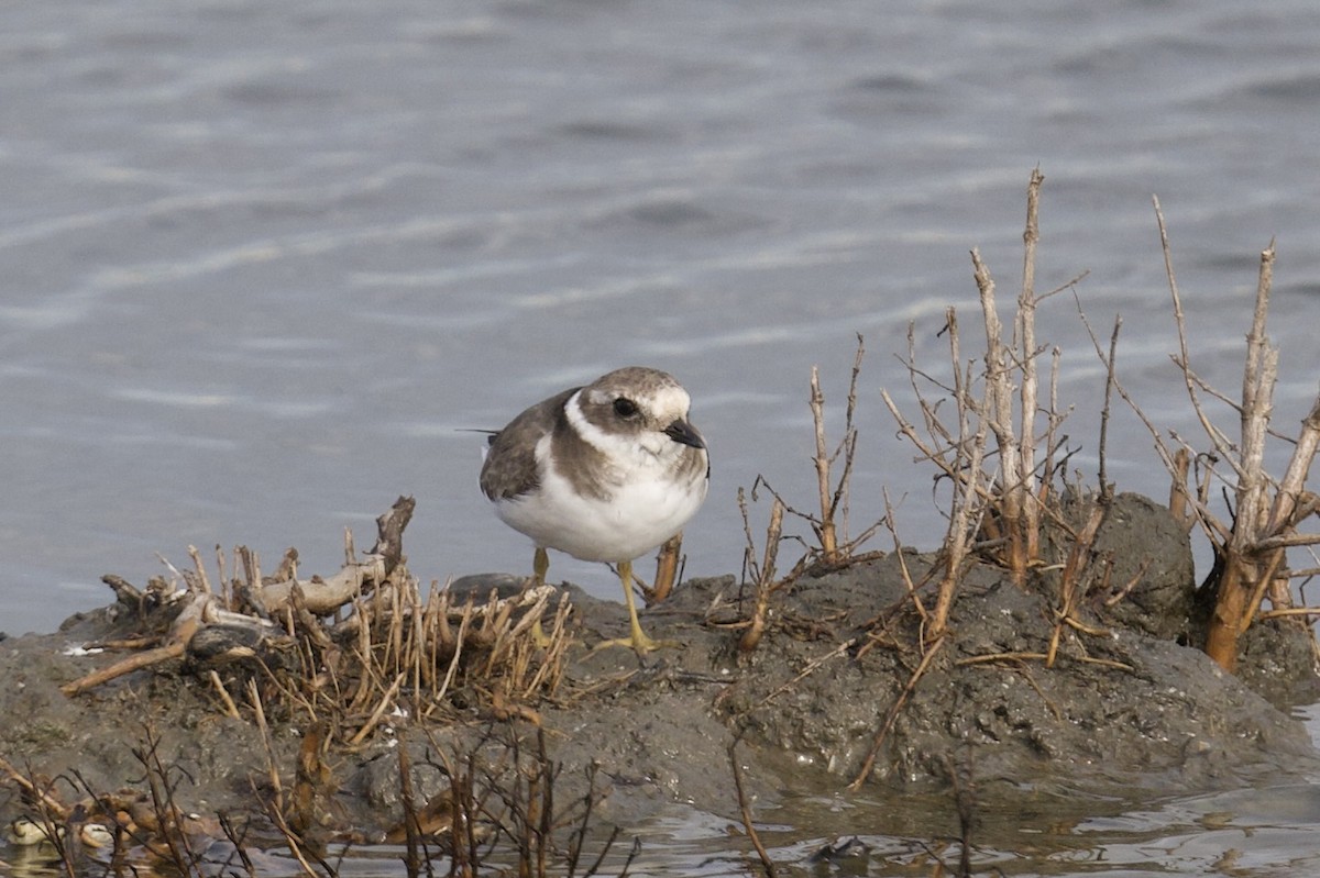 Common Ringed Plover - ML646479020