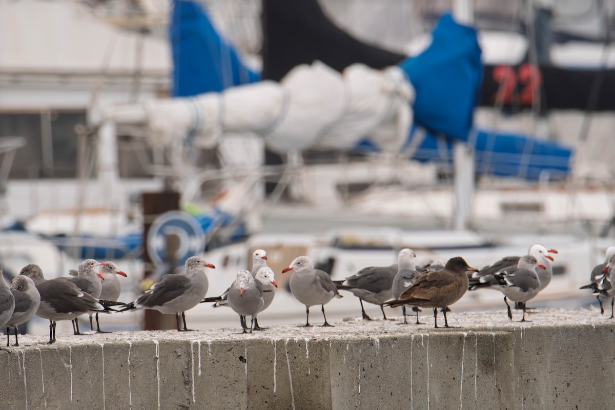 racek mexický - ML646479025