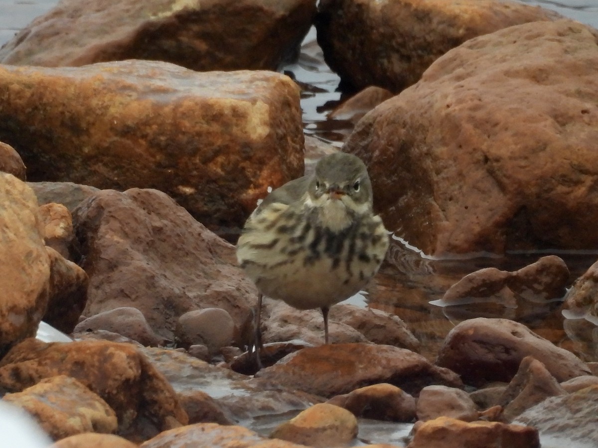 American Pipit - ML646479028