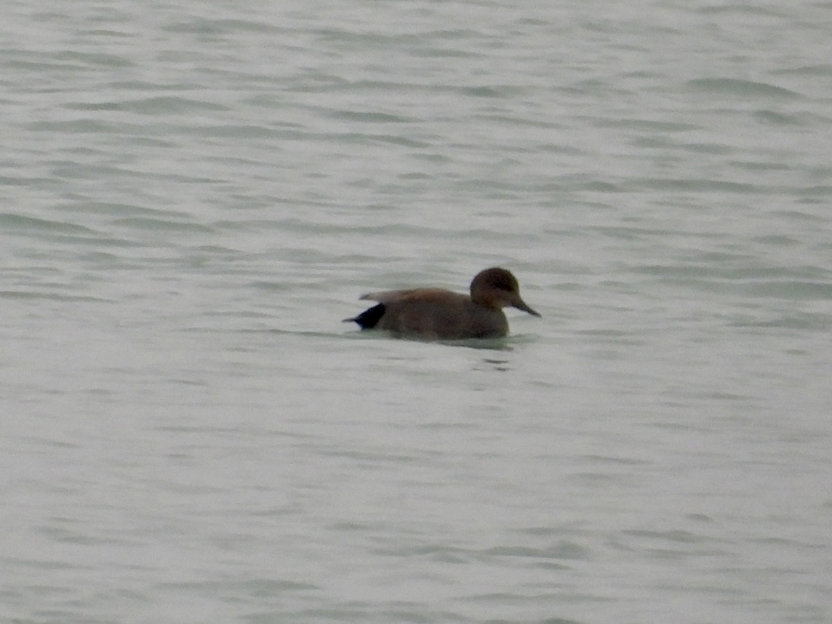 Gadwall - ML646479035