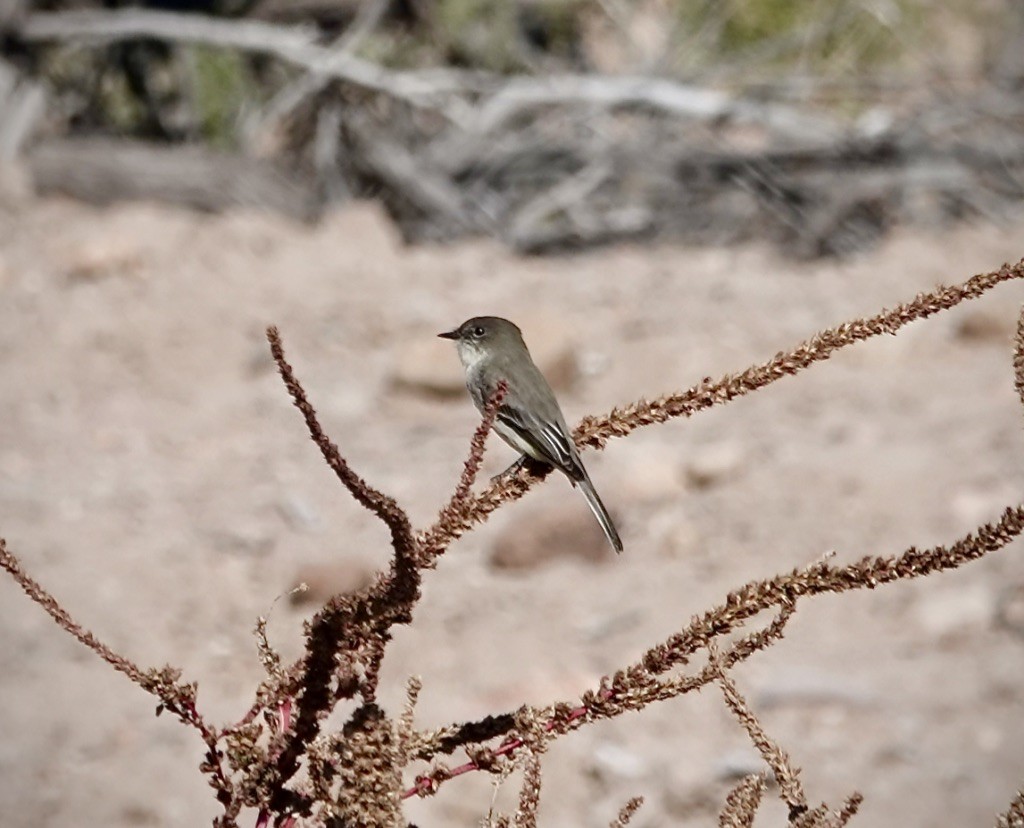Eastern Phoebe - ML646479037