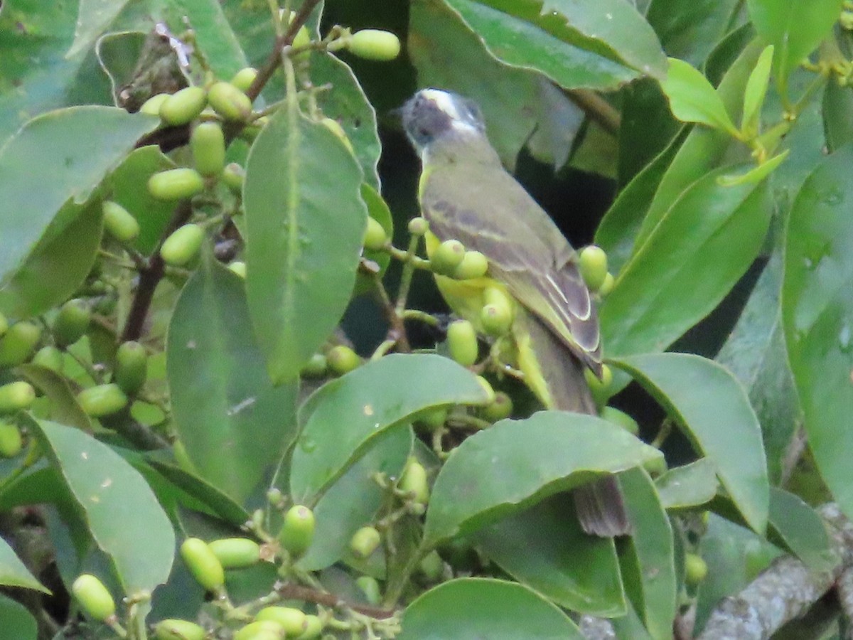 Красношапочный бентеви - ML646479042