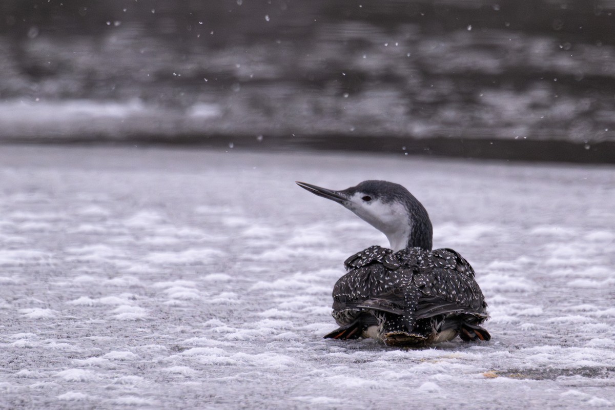 Red-throated Loon - ML646479045