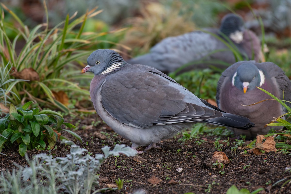 holub hřivnáč - ML646479056