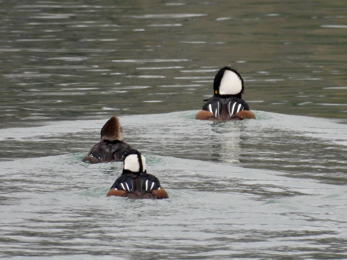 Hooded Merganser - ML646479057