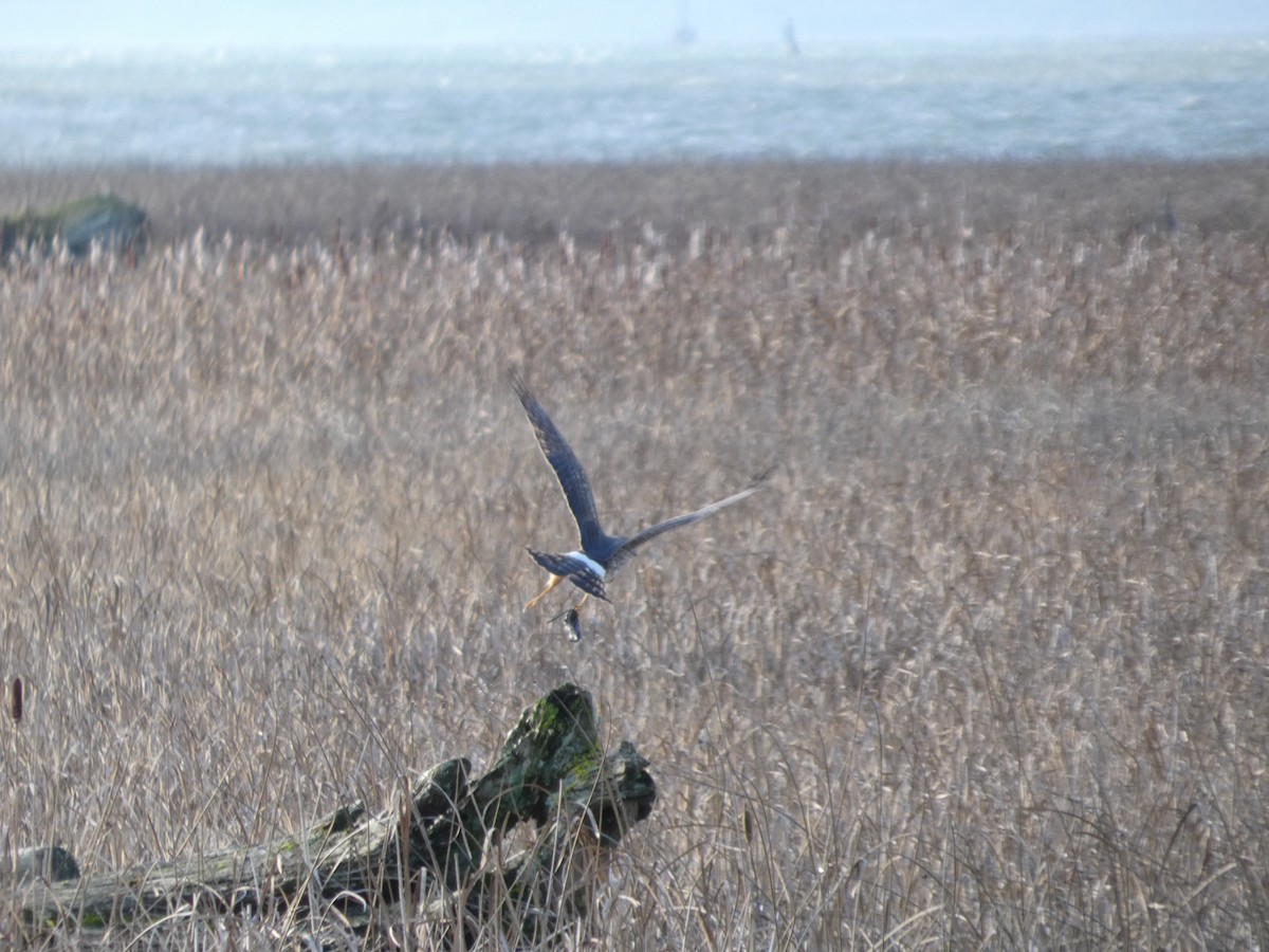 moták severoamerický - ML646479058