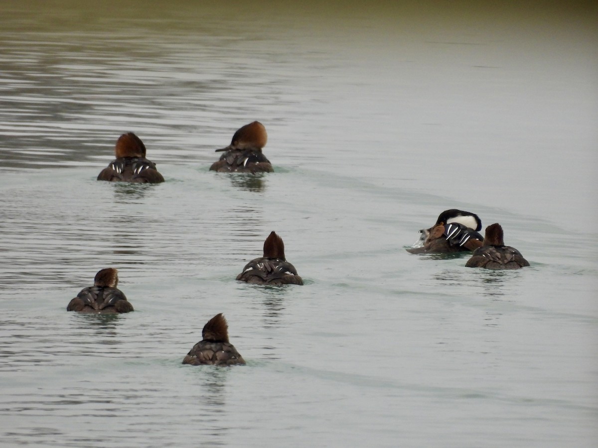 Hooded Merganser - ML646479059