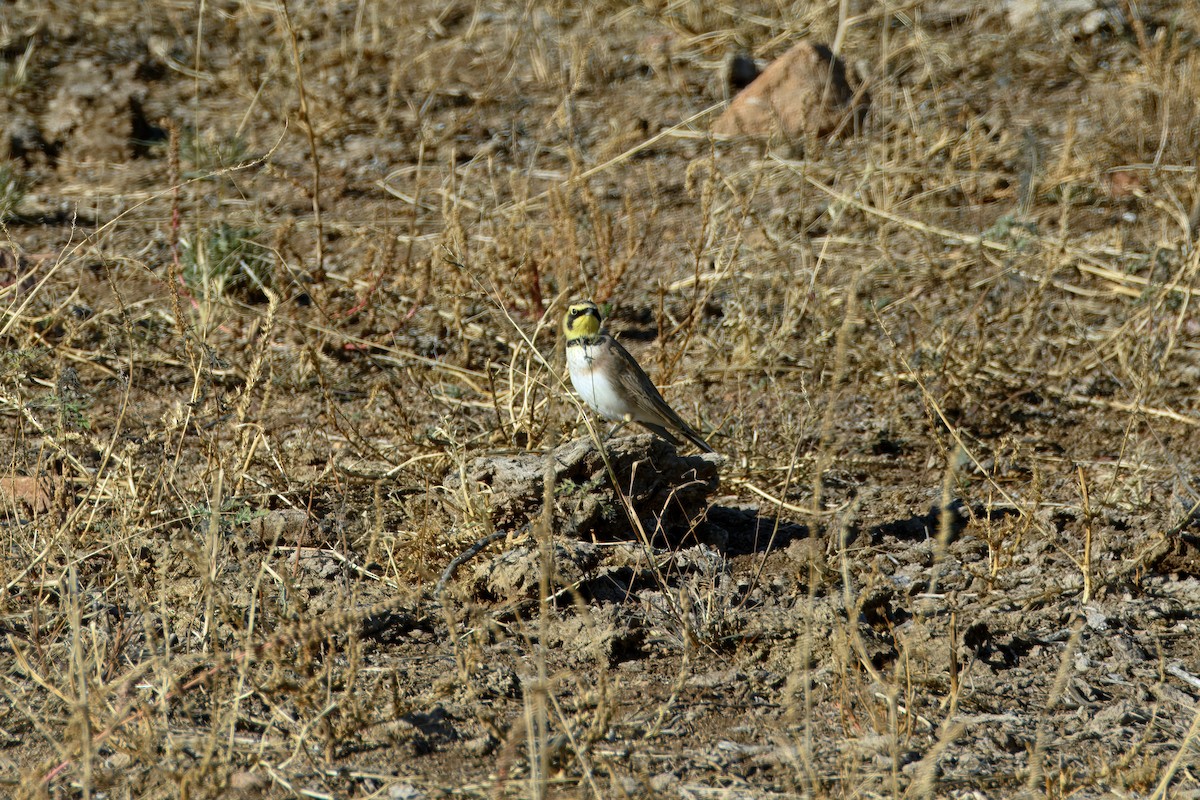 Horned Lark - ML646479063