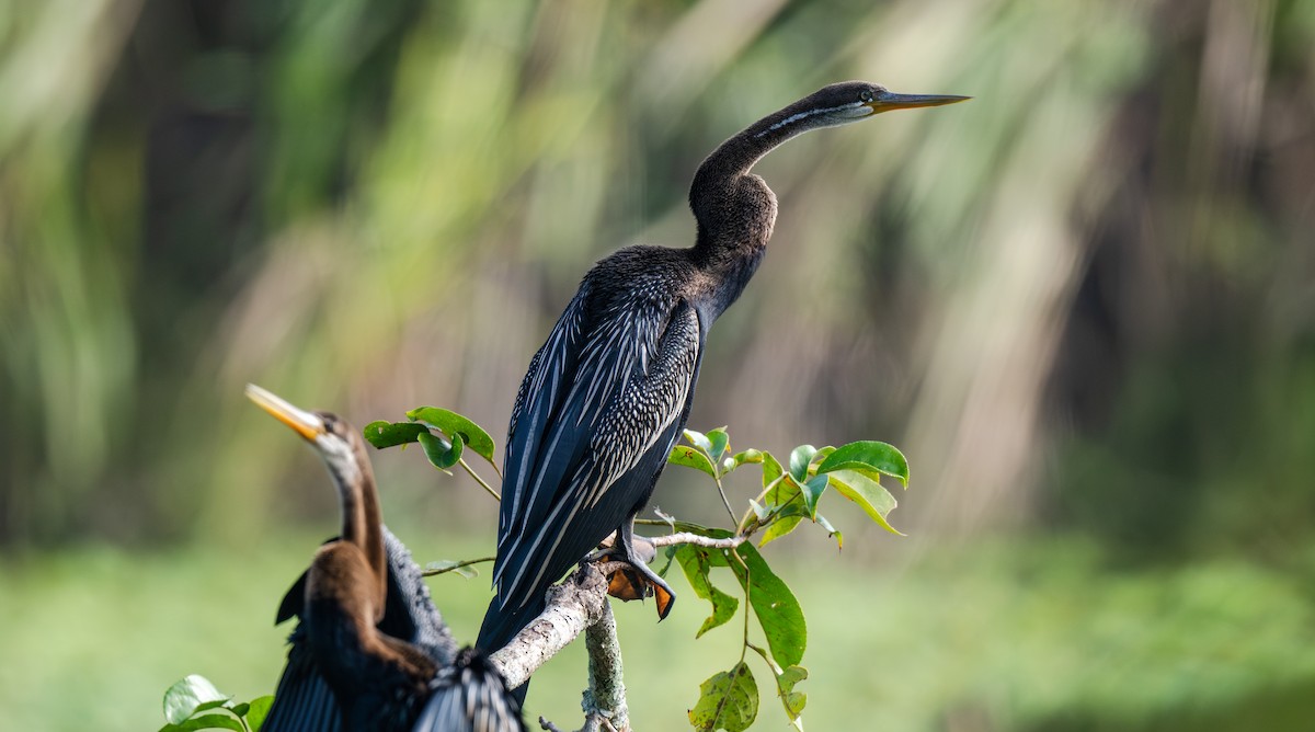 Oriental Darter - ML646479067