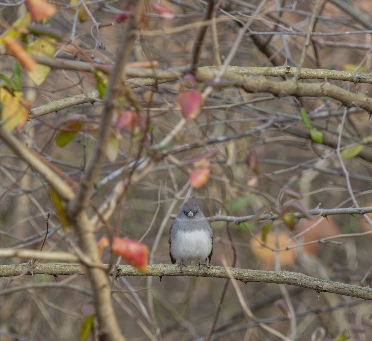 Dark-eyed Junco - ML646479077
