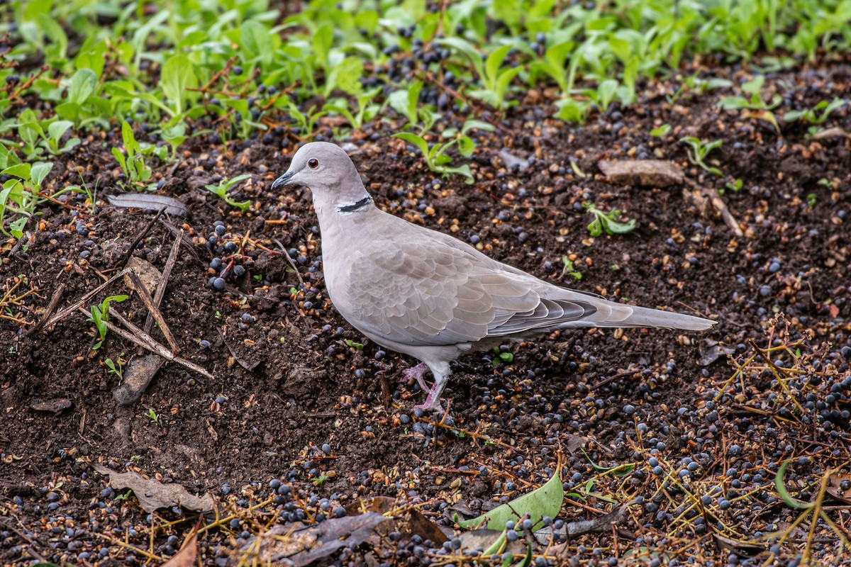 hrdlička zahradní - ML646479079