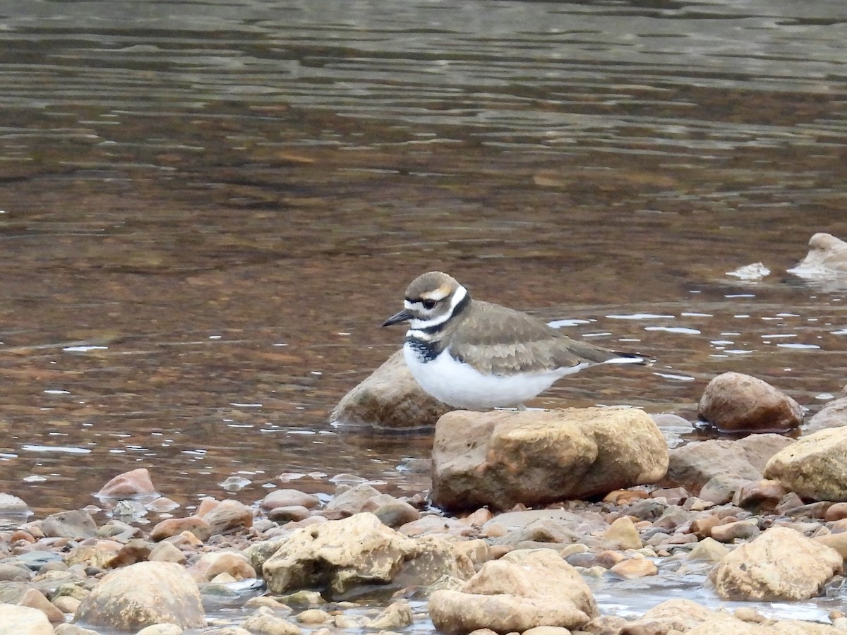 Killdeer - ML646479081