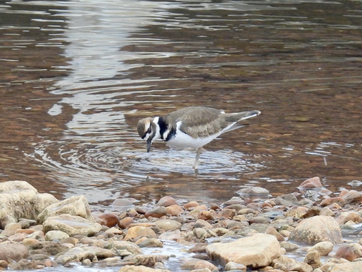 Killdeer - ML646479082