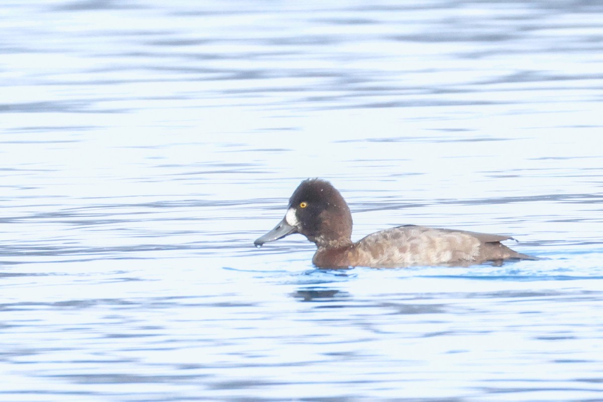 bergand - ML646479083