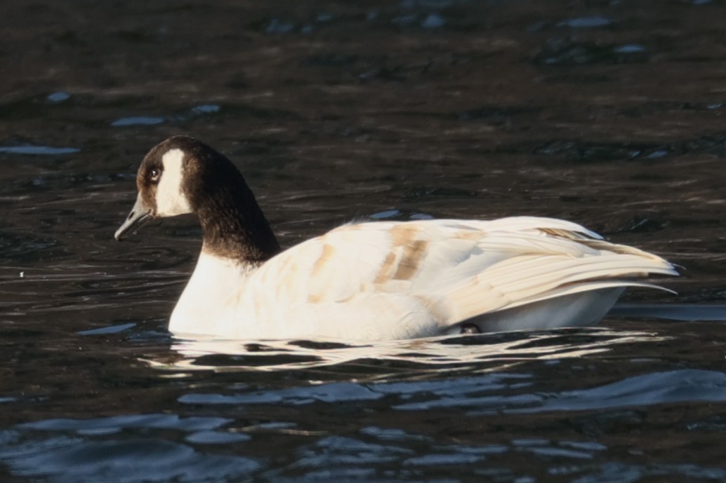 berneška velká - ML646479086