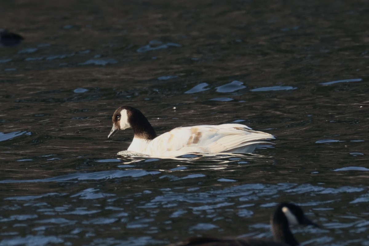 berneška velká - ML646479087