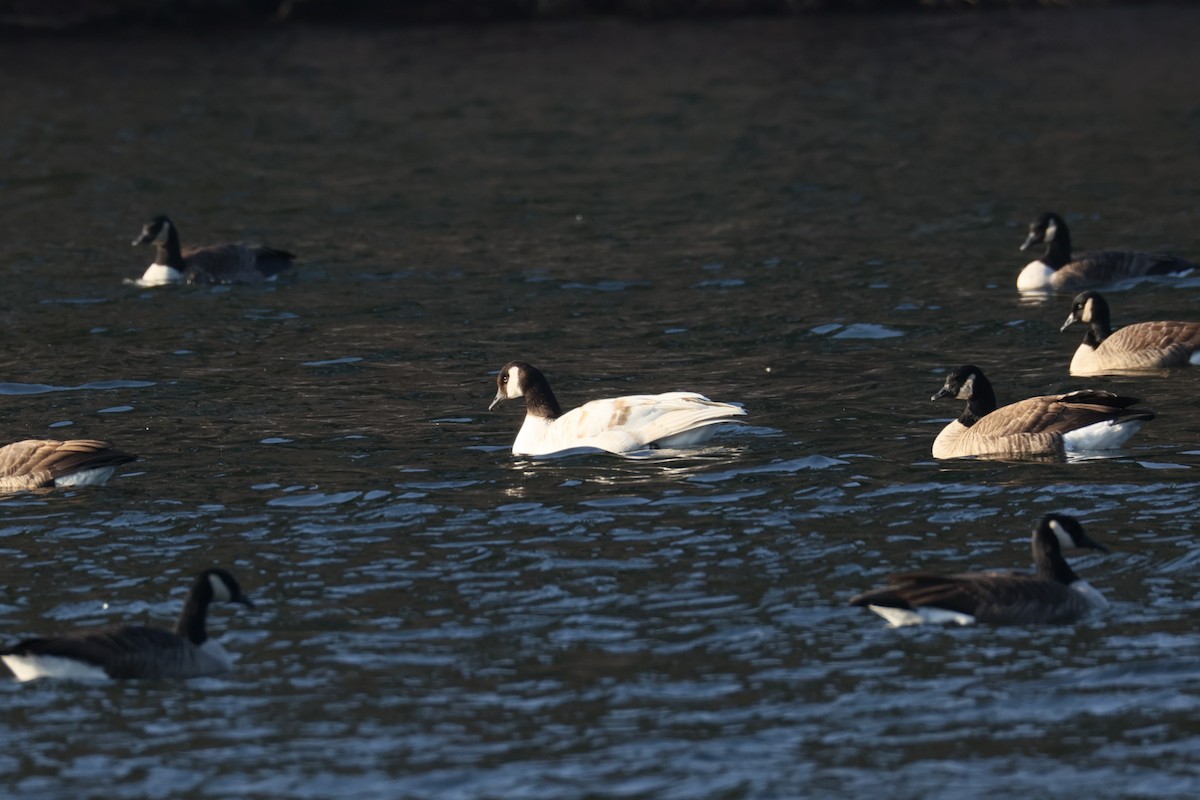 berneška velká - ML646479088