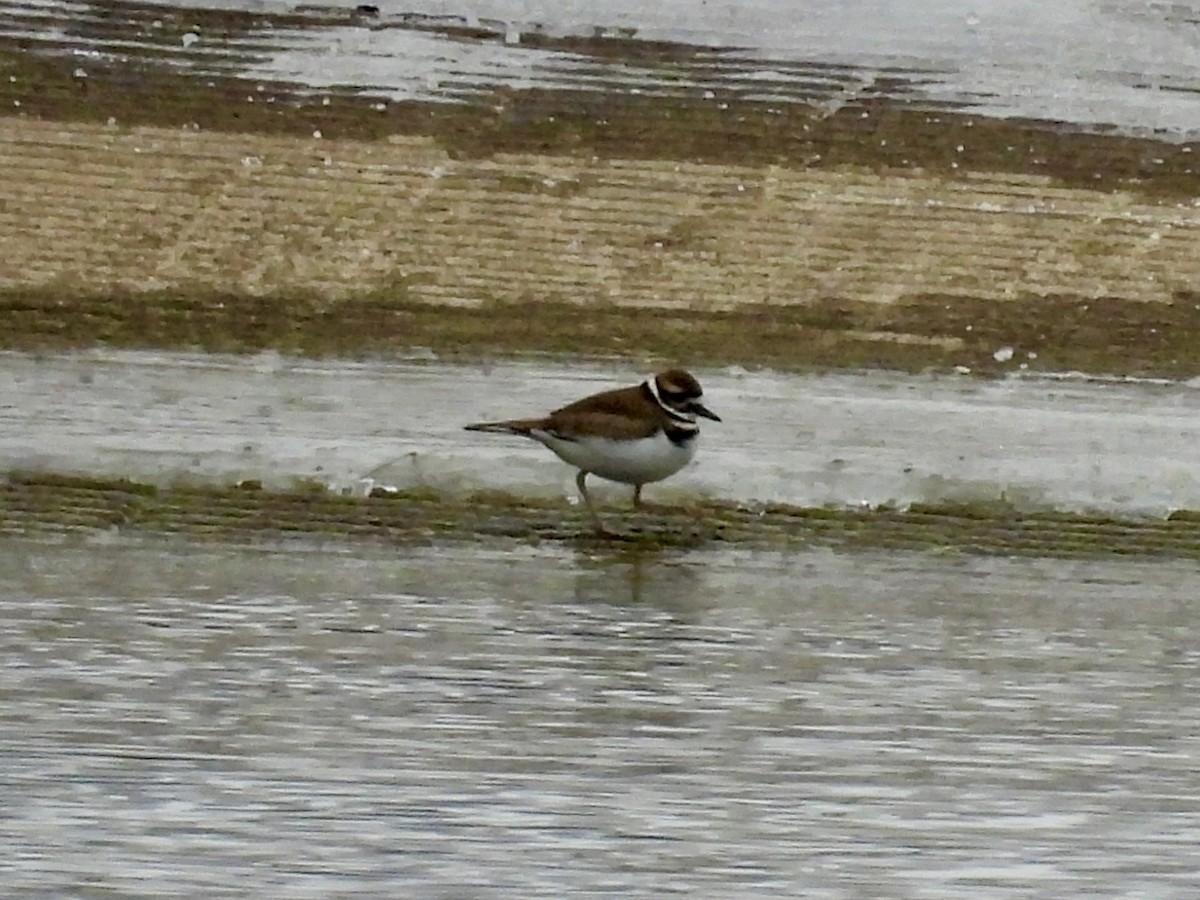 Killdeer - ML646479090