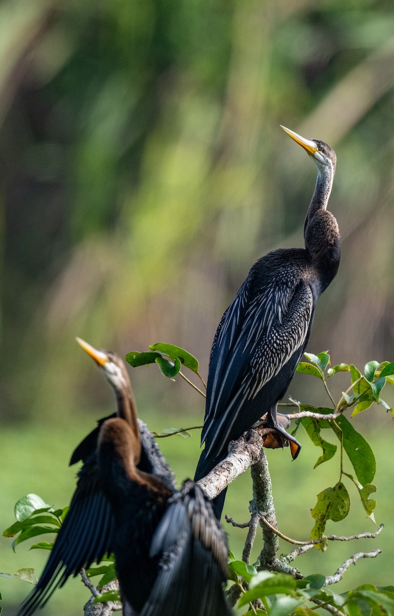 Oriental Darter - ML646479091