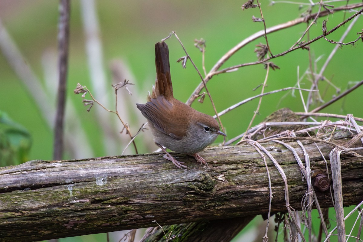 cetie jižní - ML646479092