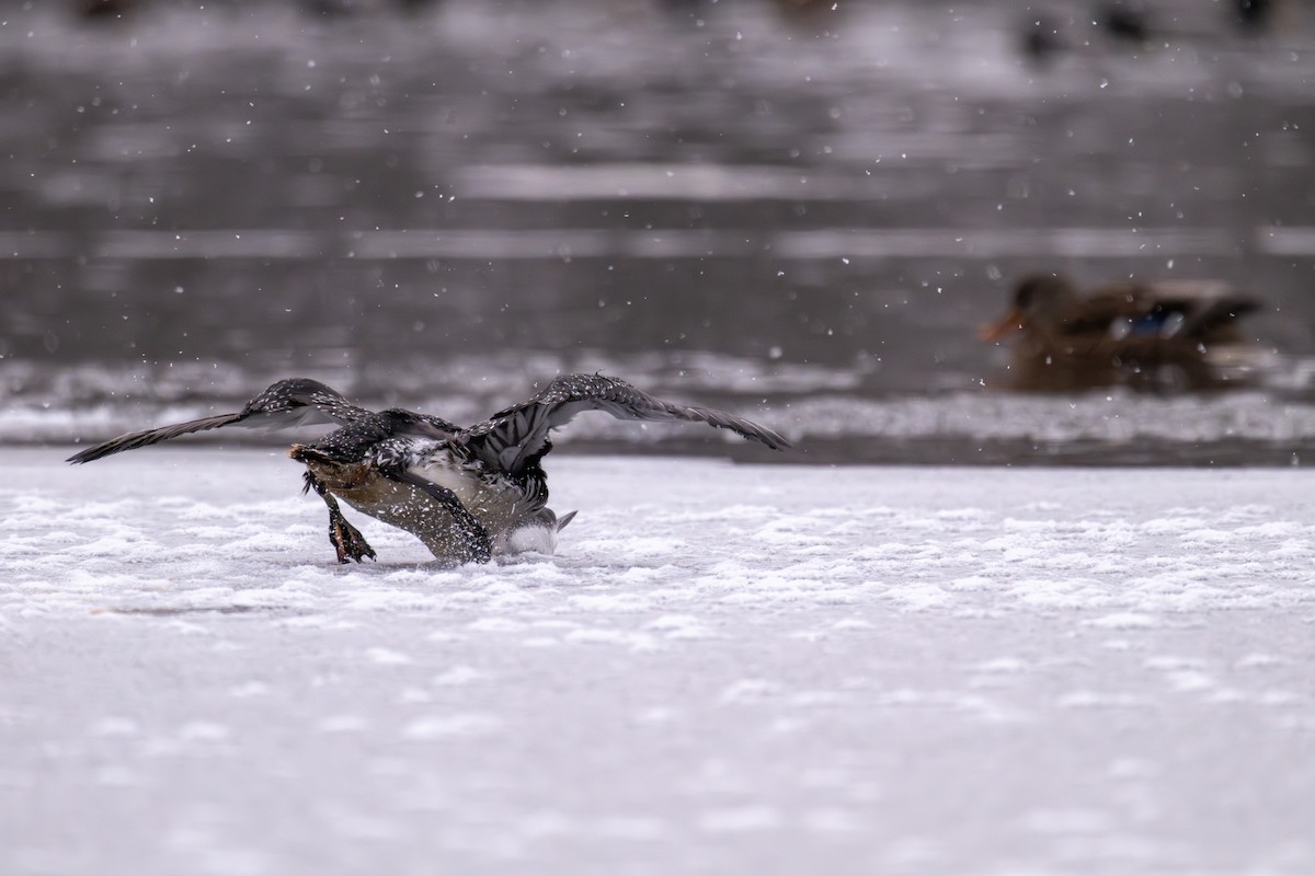 Red-throated Loon - ML646479093