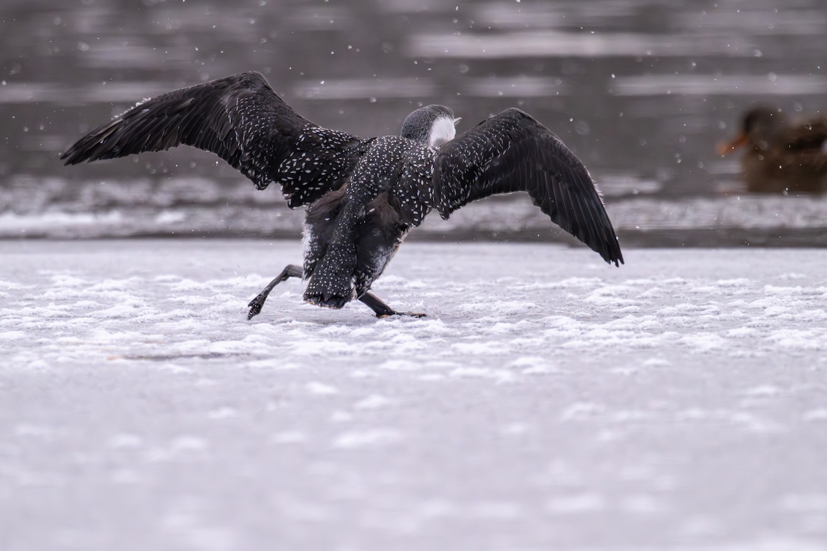 Red-throated Loon - ML646479094