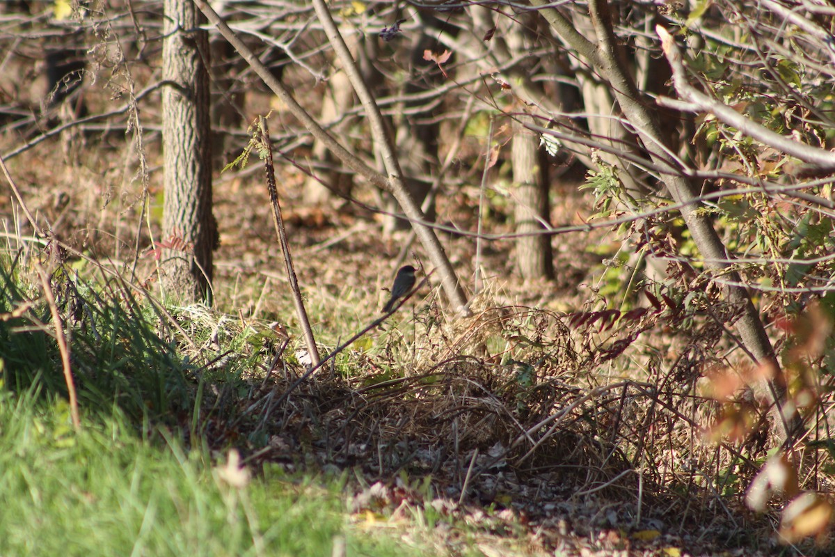 Eastern Phoebe - ML646479095