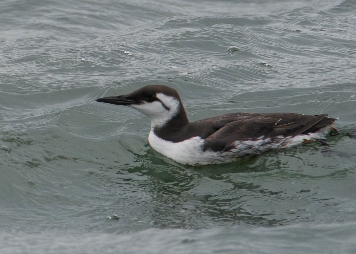 alkoun úzkozobý - ML646479096