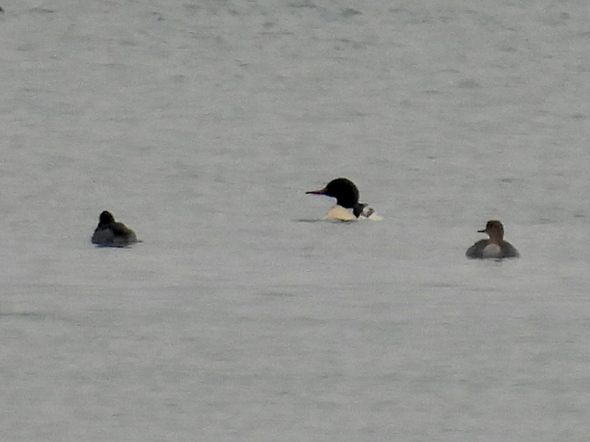 Common Merganser - ML646479097