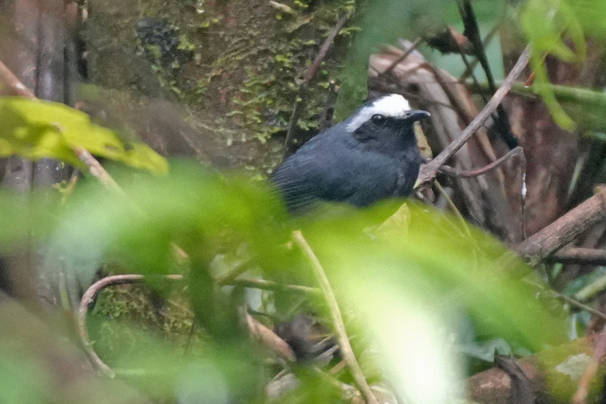 White-browed Antbird - ML646479099