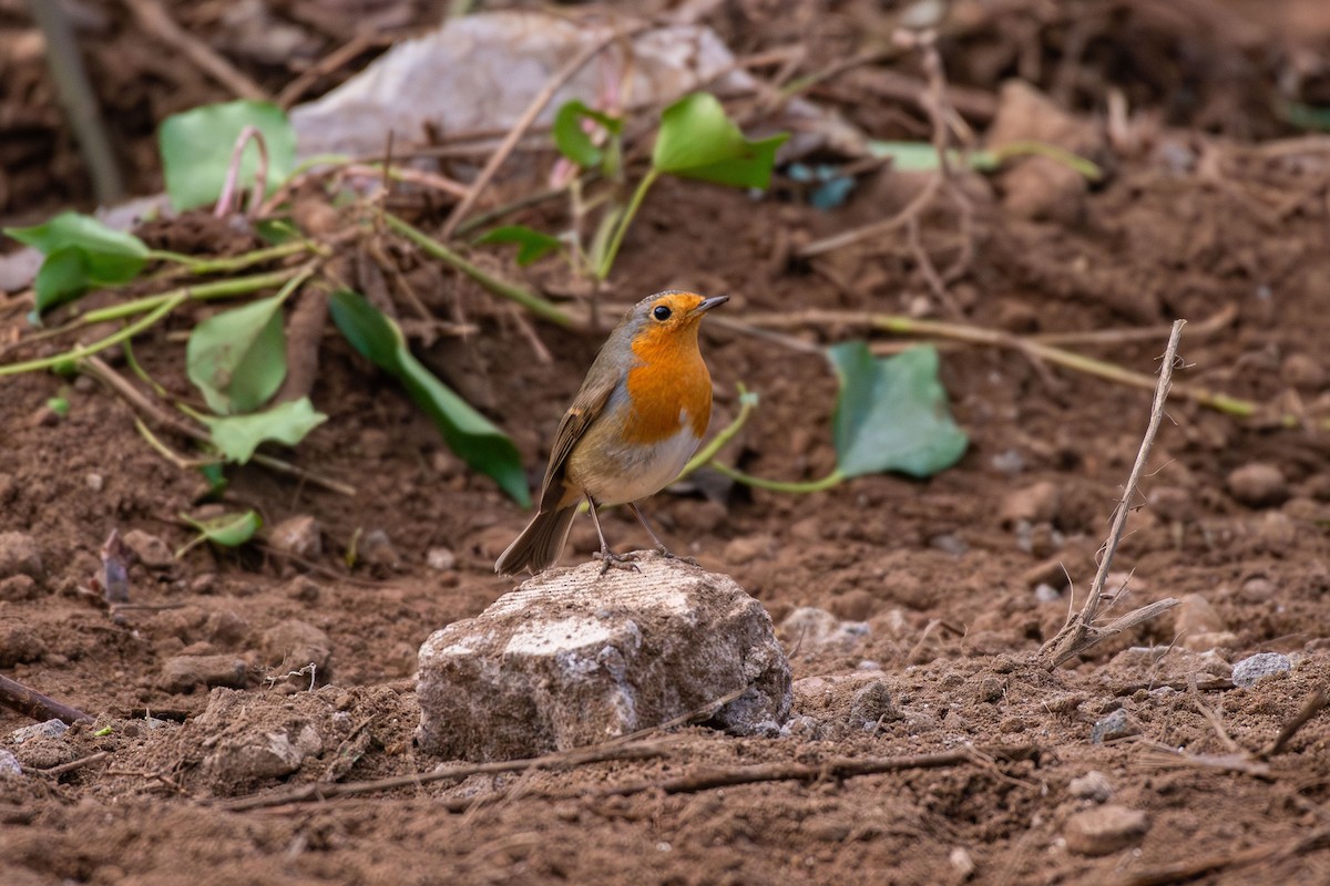 červenka obecná - ML646479100