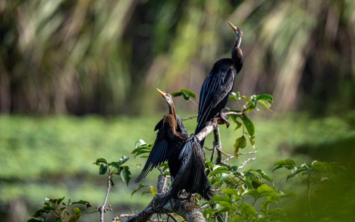 Oriental Darter - ML646479103