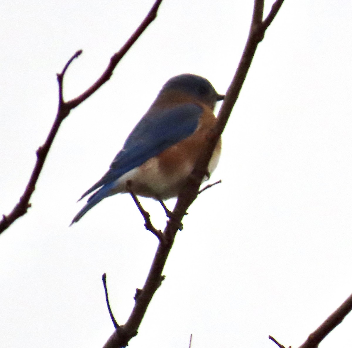 ルリツグミ - ML646479104