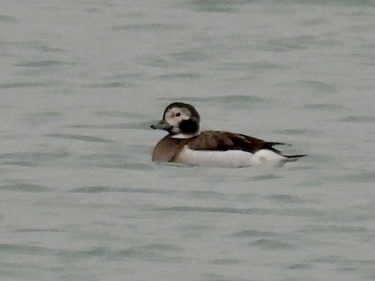 Long-tailed Duck - ML646479106