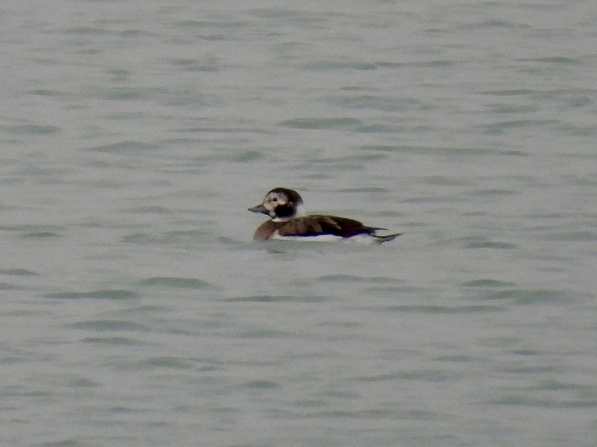 Long-tailed Duck - ML646479108