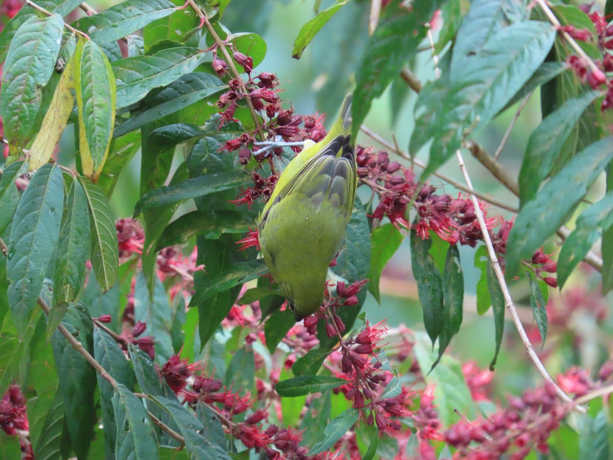 Червоїд світлобровий - ML646479109