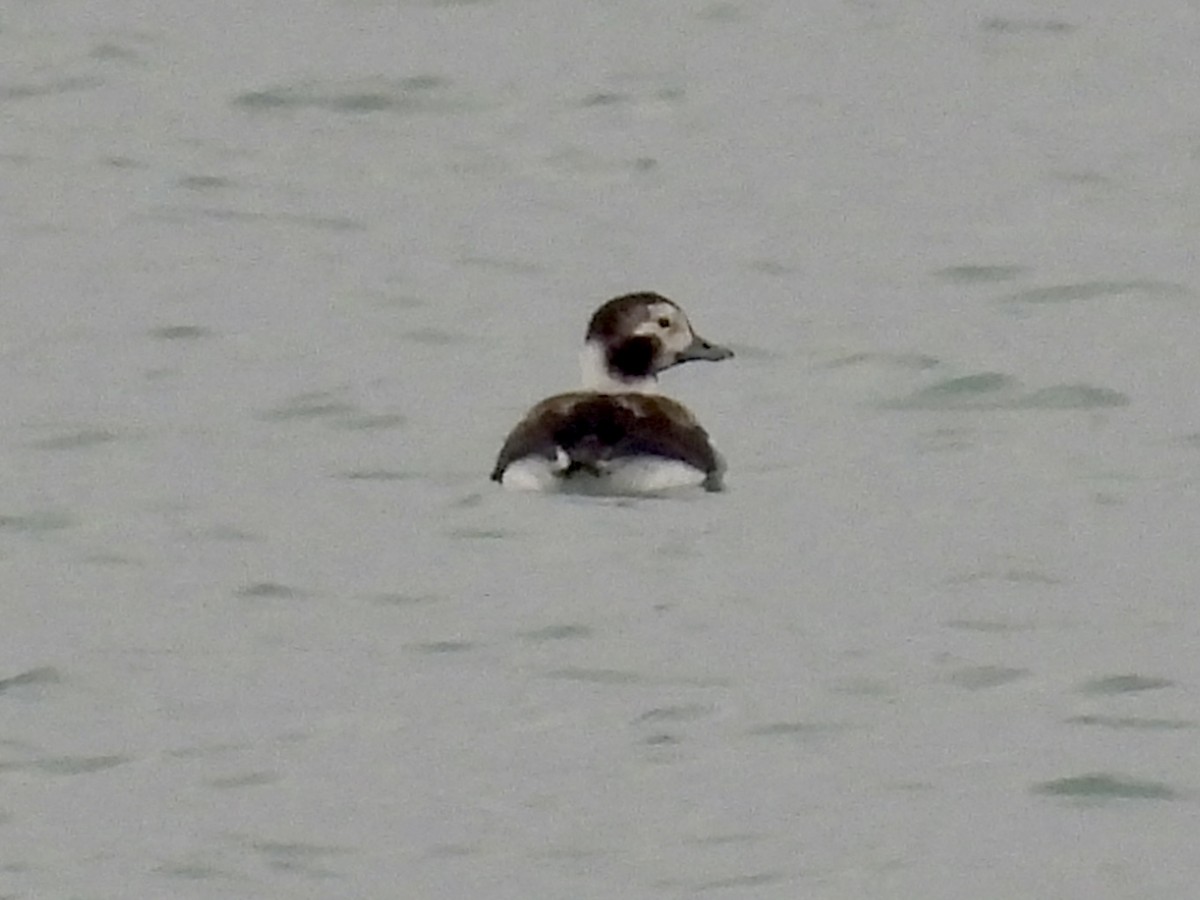 Long-tailed Duck - ML646479111