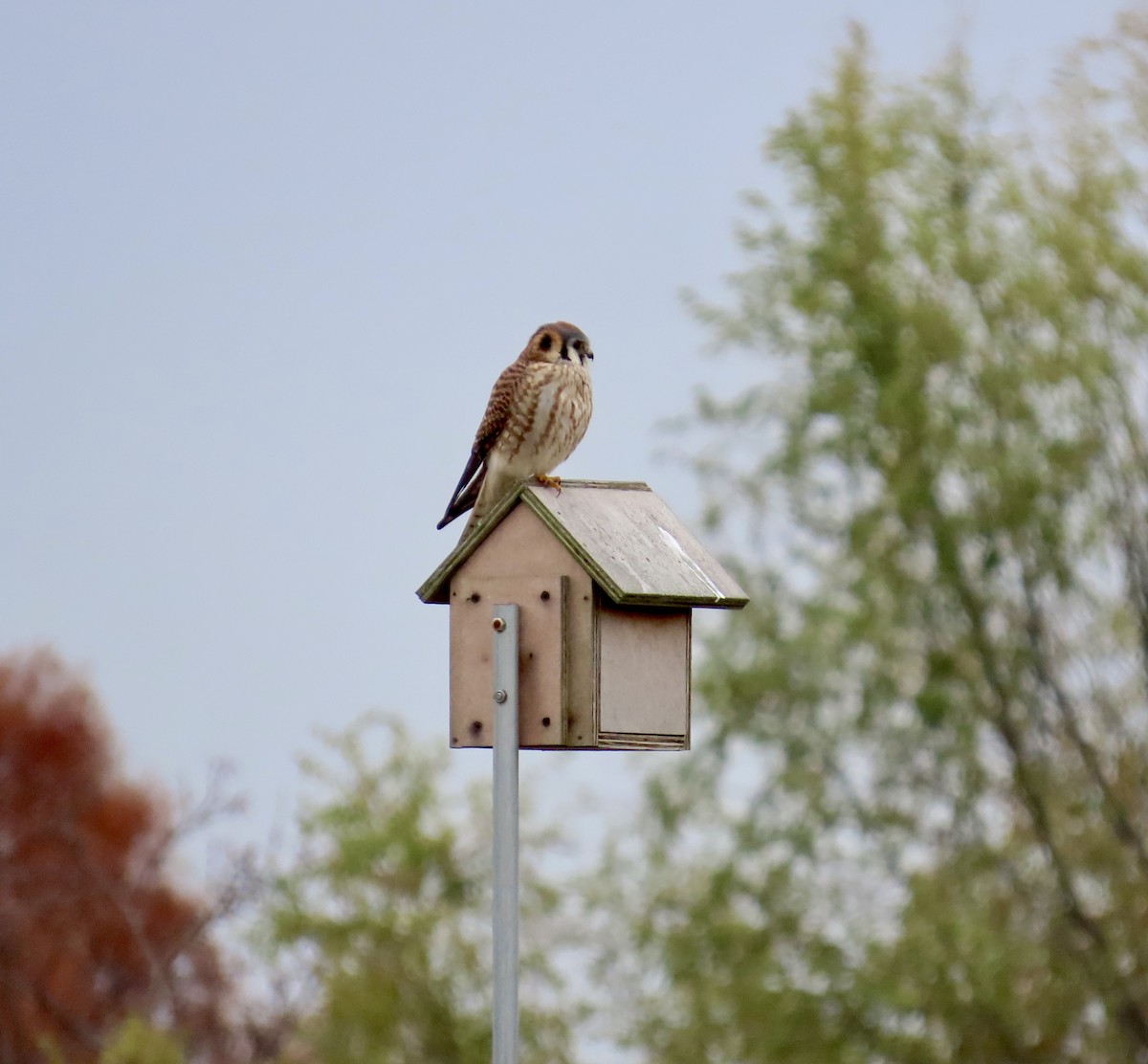 アメリカチョウゲンボウ - ML646479115